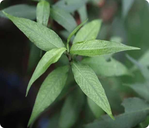 Close-up of fresh BIOKESUM Kesum leaves with water droplets